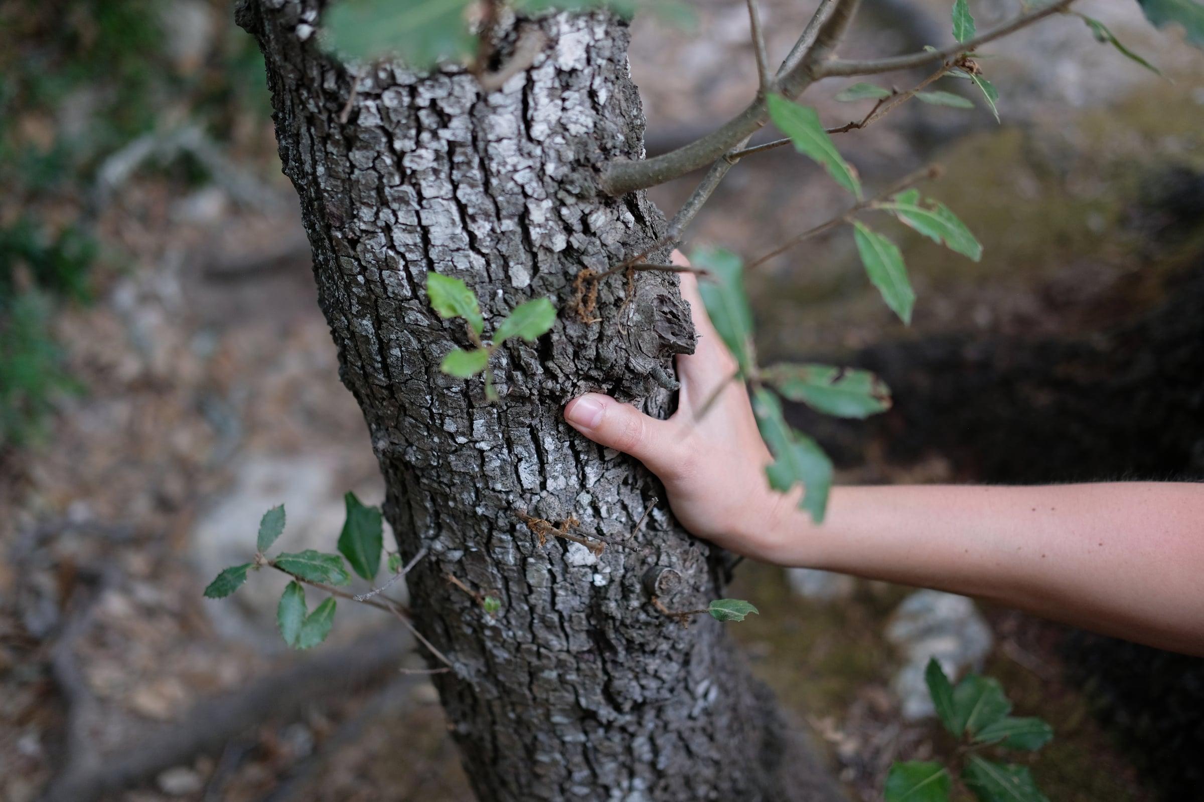Mano sobre un tronco de un árbol